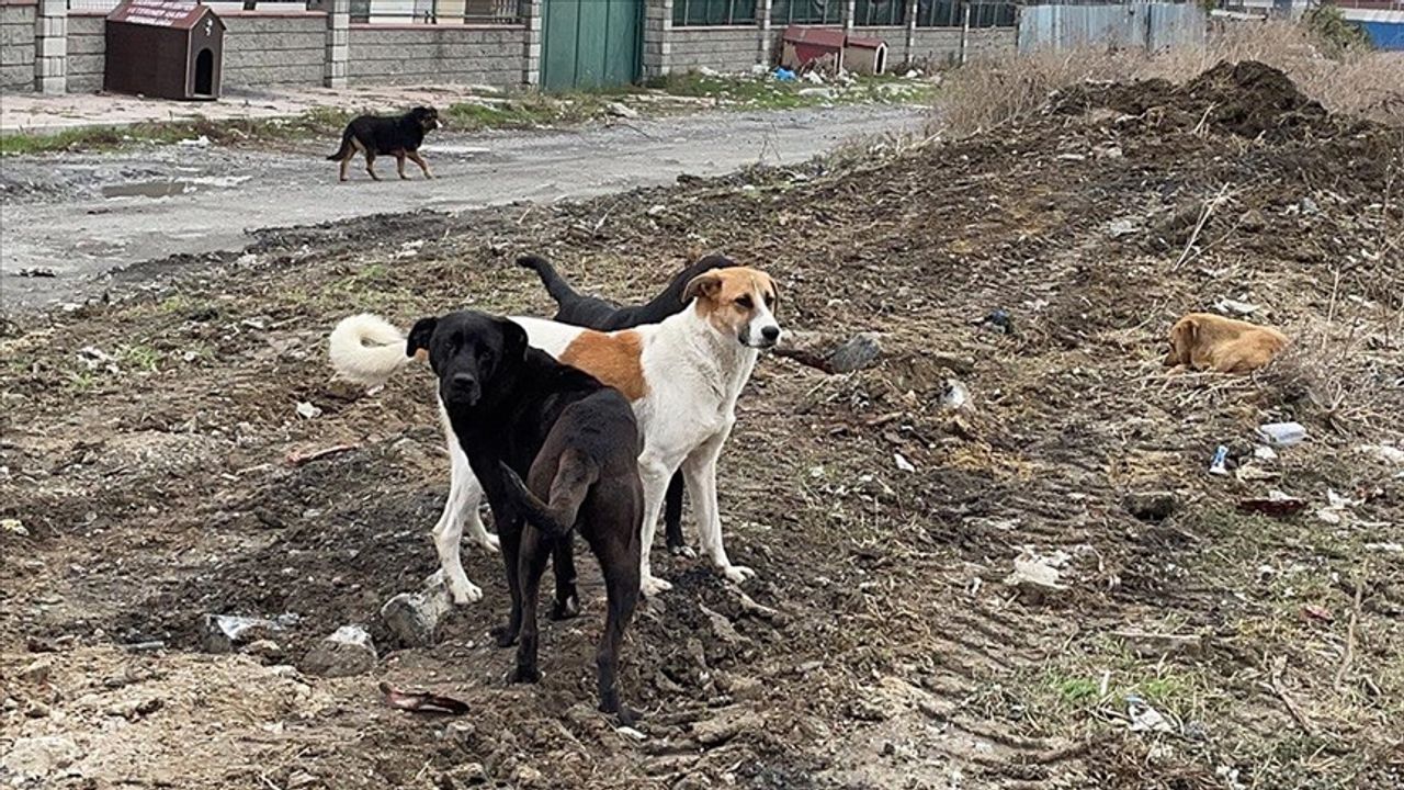 Şanlıurfa’da sahipsiz hayvanların toplanmasında hedefe ulaşıldı